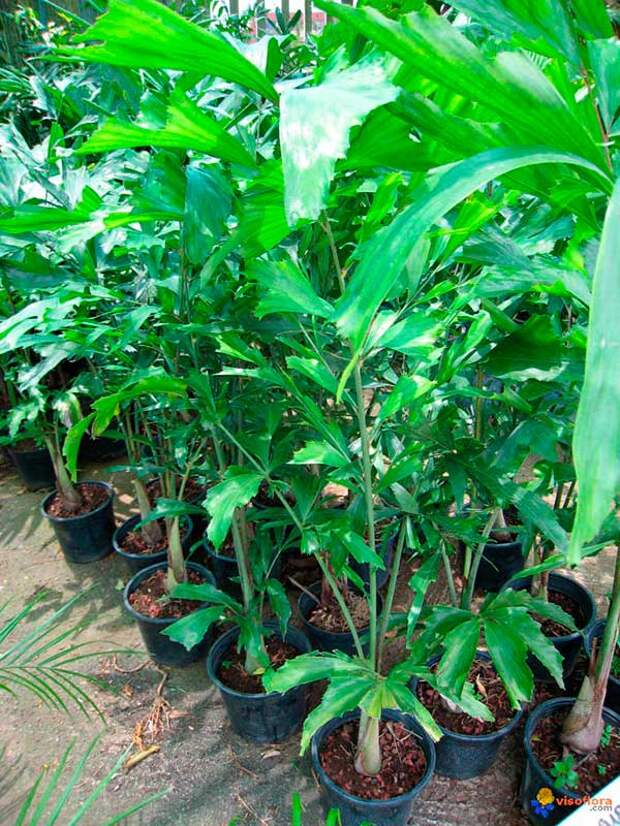 Комнатное растение Кариота (Caryota)