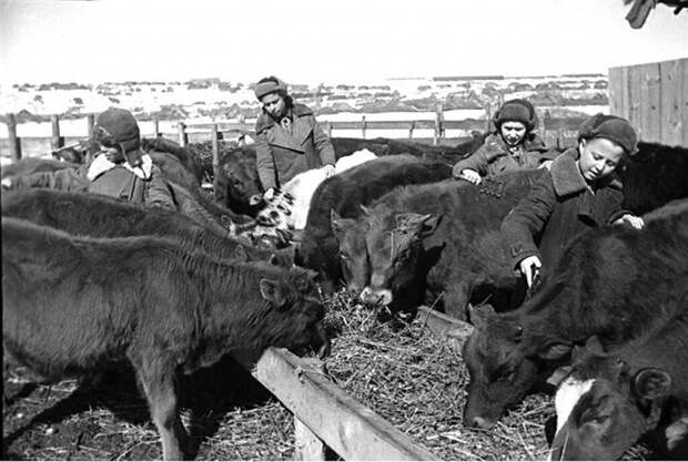 Школьники ухаживают за телятами на животноводческой ферме колхоза «Гигант».  1942 г. Пензенская область.