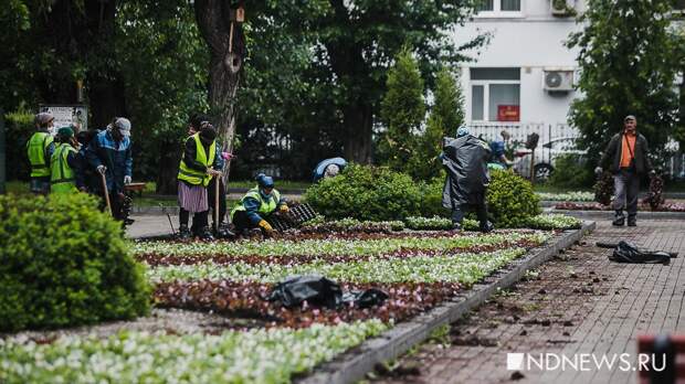 В мэрии рассказали, какие цветы высадят на клумбах