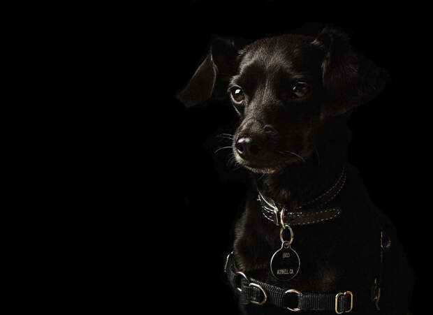 Собака автора снимков по имени Энцо