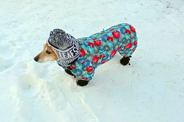 Десятки домашних собак пропали в новогоднюю ночь-2026 в Новосибирске