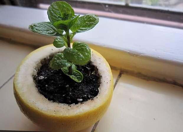 Не выбрасываю лимонные корки, использую их для посадки семян и удобряю огород