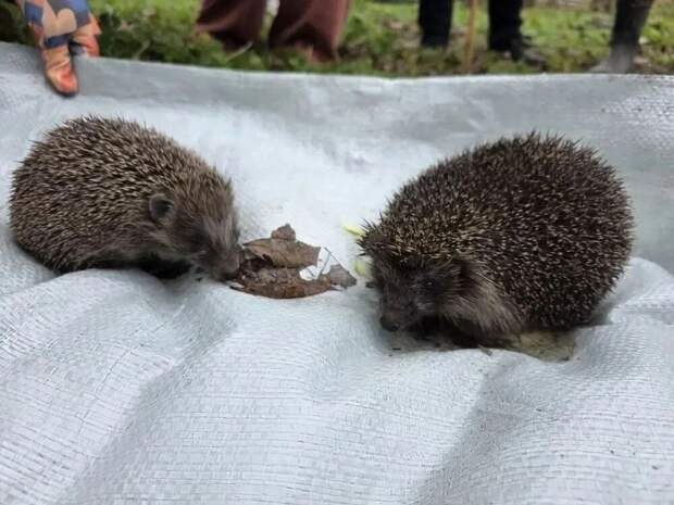 Сотрудники администрации Ленобласти спасли двух ежиков во время субботника