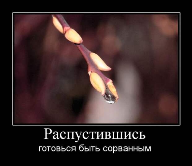 Демотиваторы (30 фото)