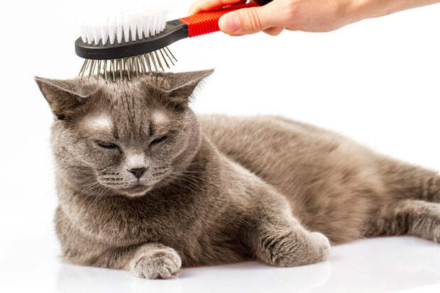 шерсть кота
