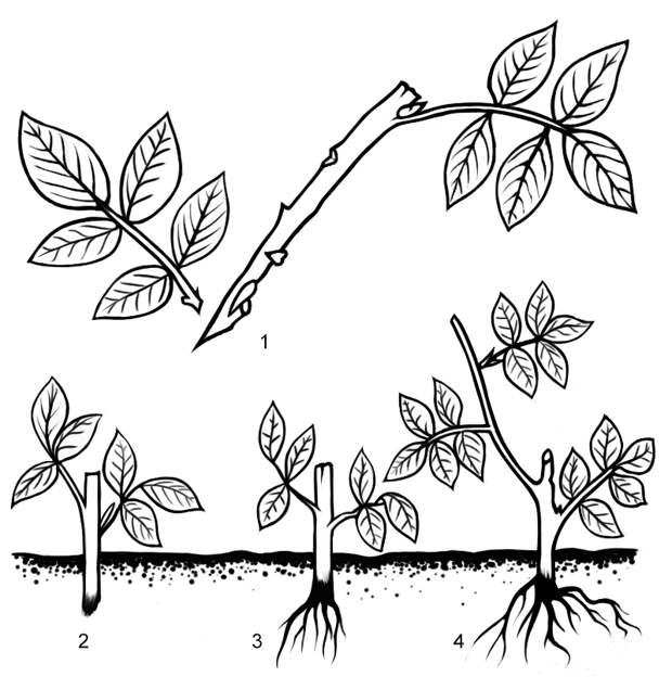 Схема 1. Размножение розы черенками: 1 - нарезка черенка; 2 - черенок в момент посадки; 3 - черенок через 4 недели после укоренения; 4 - новое растение.