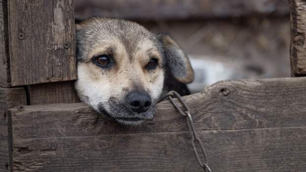 Собака Каштанка из Крымска начала выкармливать брошенного матерью котенка