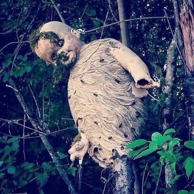 Фильм ужасов наяву: осы свили гнездо вокруг старой выброшенной куклы мрачно, мрачные шутки, необычно, необычные картинки, необычные фотографии, природа, пугающе, фото