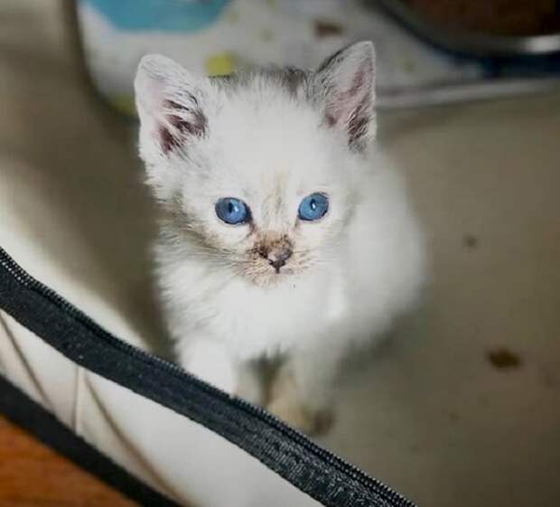 Белый котенок