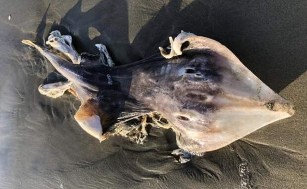 Девушка обнаружила на пляже морского мутанта с треугольной головой и показала в сети это существо, чтобы ей помогли