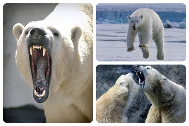 белые медведи являются высшими хищниками. Это означает, что они находятся на вершине пищевой цепочки и не имеют собственных естественных хищников, о которых им следует беспокоиться