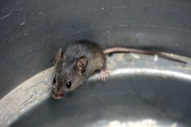 Житель Подмосковья пожаловался на живую мышь в доставке «Пятерочки»