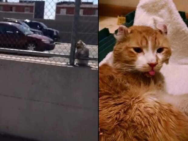 Freeway, cat rescued from Valley freeway, finally goes home with rescuer Richard Christianson