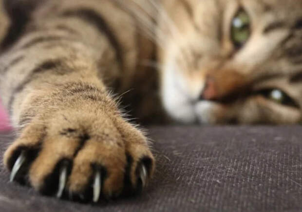 Что может быть лучше котиков? Кот, Милота
