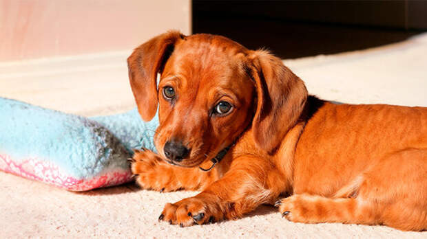 Как взрослеют хозяева собак