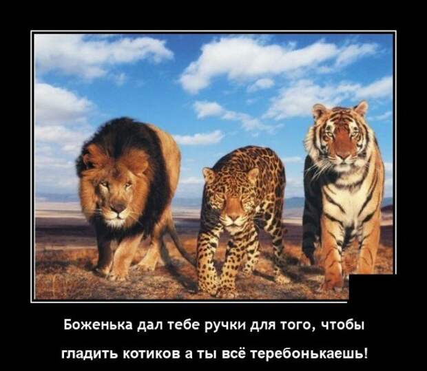 Демотиватор про котиков
