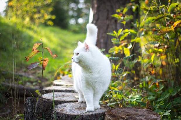 Ветеринар Гуляева: Антипаразитарная обработка защитит вашу кошку от клещей