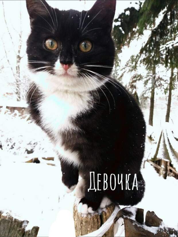 Возьмите в свой дом самый лучший "сладкий подарочек"!
