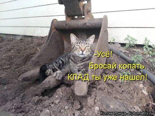 Забавные животные (50 фото)