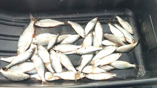 Пойманная рыба / Фото: 