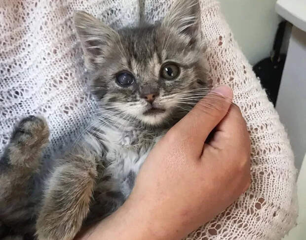 Без кота и жизнь не та