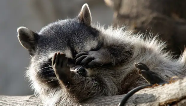 Знаменитому еноту Теме из Кемерова нашли невесту