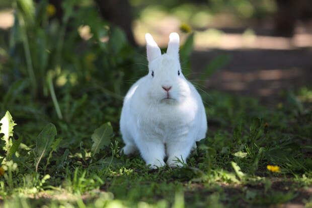 Кролик укусил годовалую девочку из Петербурга в новгородском зоопарке