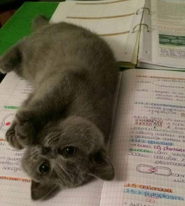 Назойливые коты (43 фото)