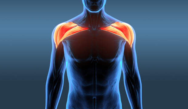 Как качать плечи? Дельтовидные мышцы — анатомия, биомеханика и упражнения