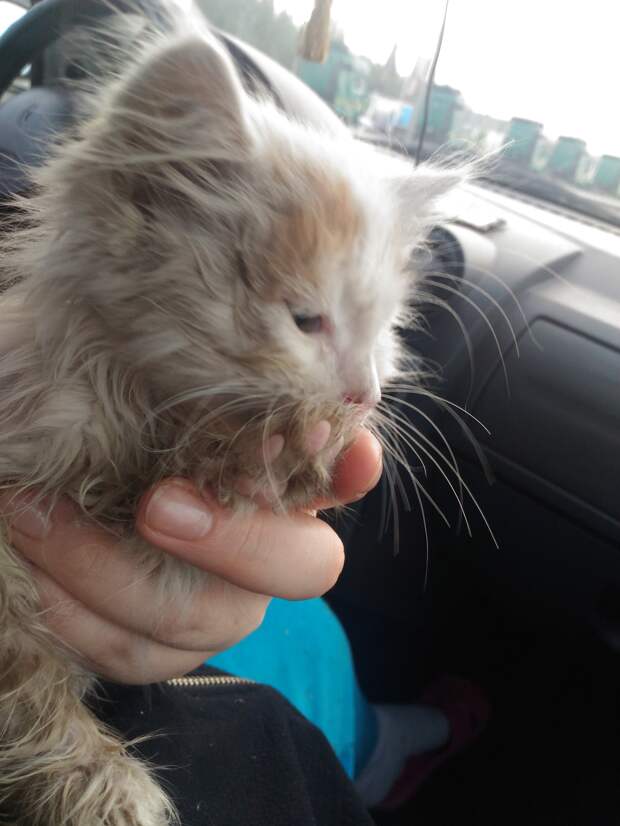 помощь котенку котенок в машине