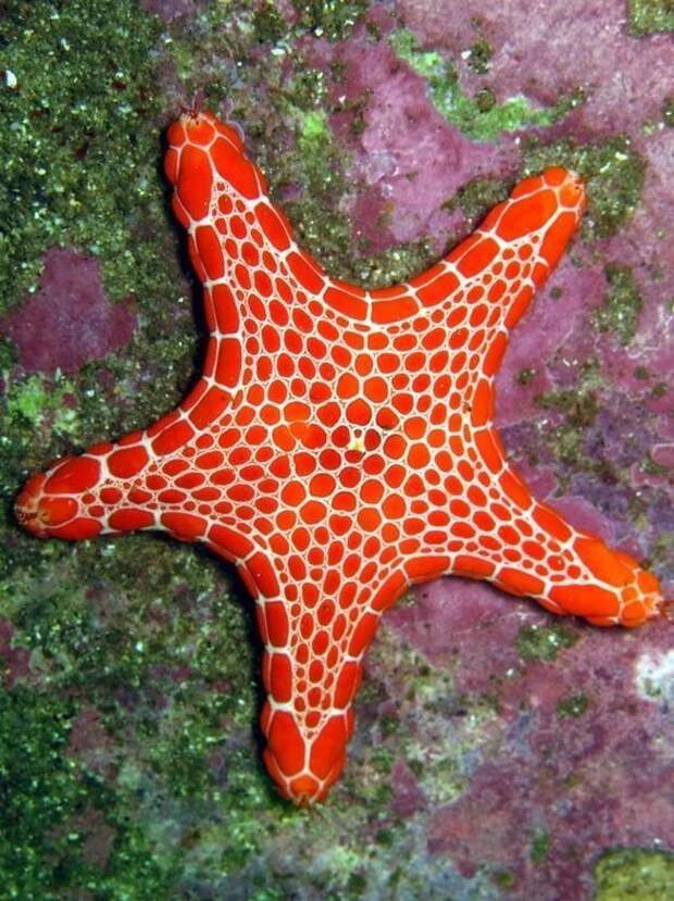 Морские звезды животные, интересное, кораллы, красиво, красочно, подводное царство, природа, ярко