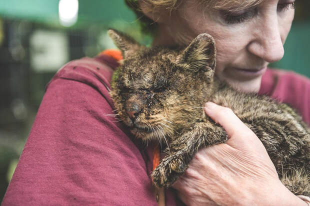 Женщина взяла на руки кота, к которому другие боялись даже подходить добро, животные, кот