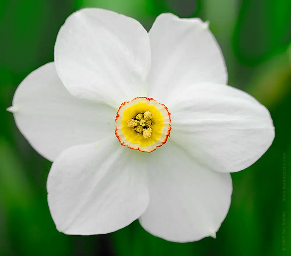 Название цветка нарцисс. Нарцис белый с красной серед. Нарцисс белый с красной серединкой. Нарцисс Гавайан СКАЙС. Нарцисс (растение).