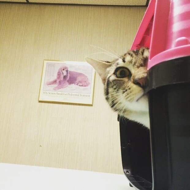 Фото котов, которые осознали, что их привели к ветеринару