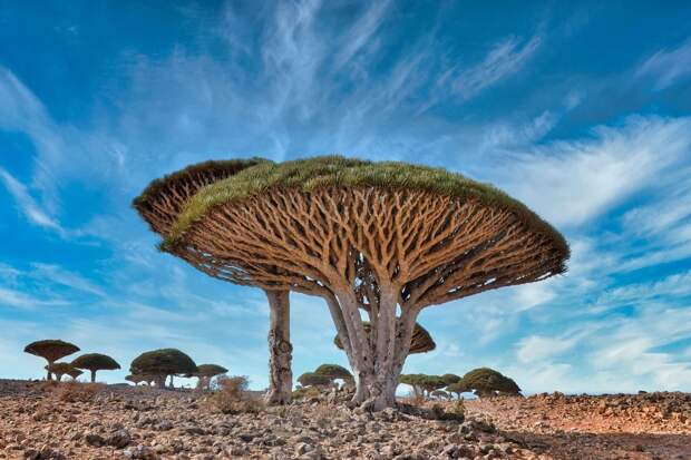 15 деревьев, которые выглядят не от мира сего, хотя растут на нашей планете
