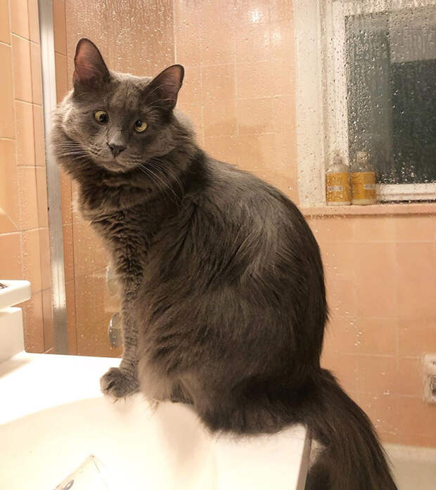8 милых фото кота, у которого глаза гуляют сами по себе