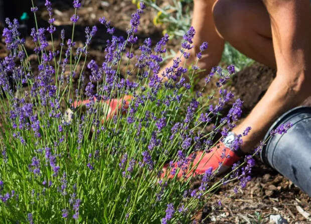 Какие растения посадить на участке, потому что они приносят удачу, счастье и гармонию