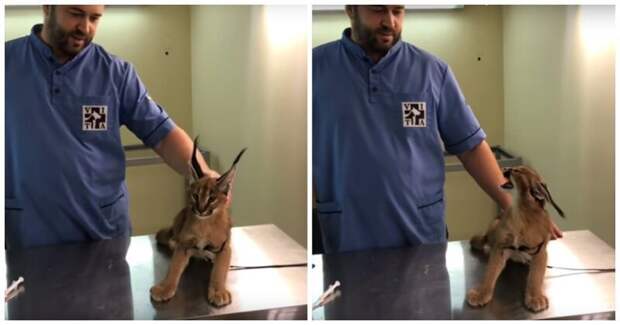Котику пора делать прививку! Котику пора делать прививку! ветеринар, видео, животные, каракал, прививка, прикол