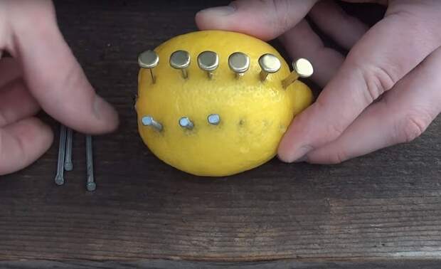 Лимон — загадочный цитрус, который может порадовать не только витаминами. /Фото: s1.dmcdn.net