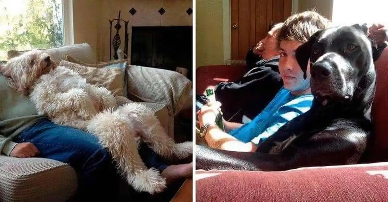 Встреча собаки и хозяина. Большие собаки. Обнимает собаку. Собаки которые любят хозяев. Человек обнимает собаку.