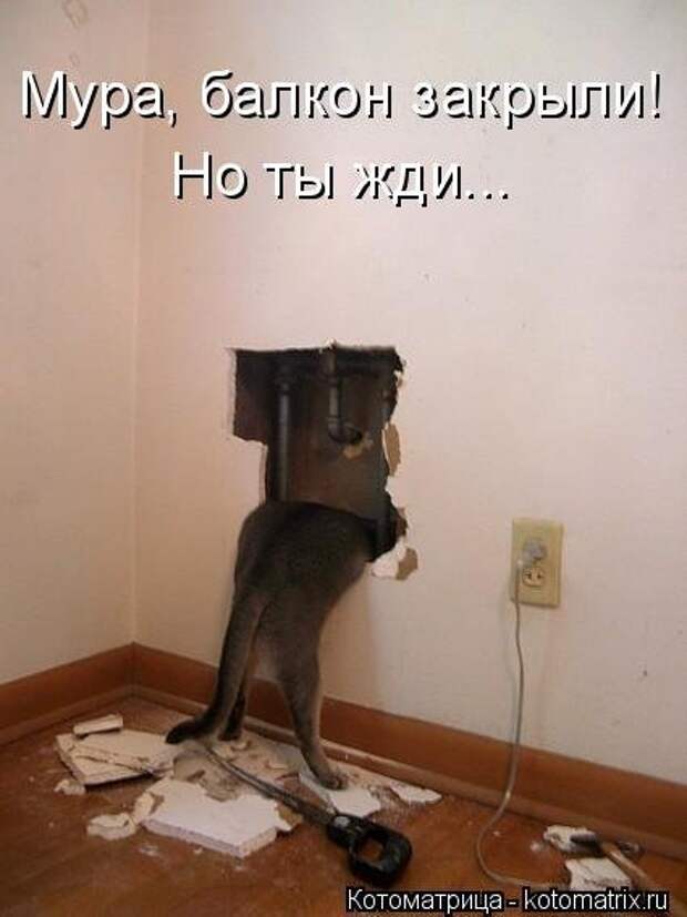 Новая котоматрица на Бугаге (44 фото)