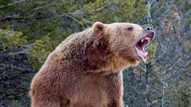 На Камчатке на видео попала очень «жадная» медведица