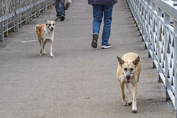 На Кубани 3-летнюю девочку искусала бродячая собака, взыскана компенсация морального вреда