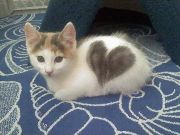 Кошки с причудливым окрасом шерсти коты, кошки, прикольный окрас кошек.