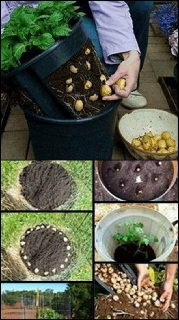 Необычные и супер урожайные способы выращивания картошки 4