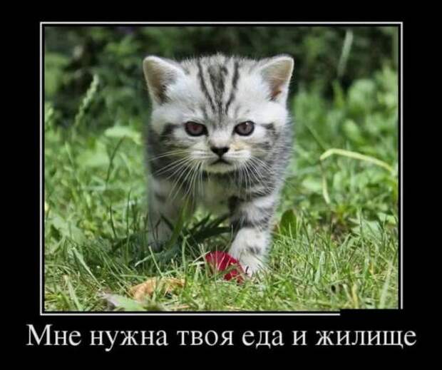 Прикольные демотиваторы с надписями. Подборка chert-poberi-dem-chert-poberi-dem-03530217102020-16 картинка chert-poberi-dem-03530217102020-16