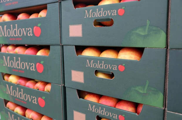 Молдавские производители изучат потенциал экспорта яблок  на рынок Египта