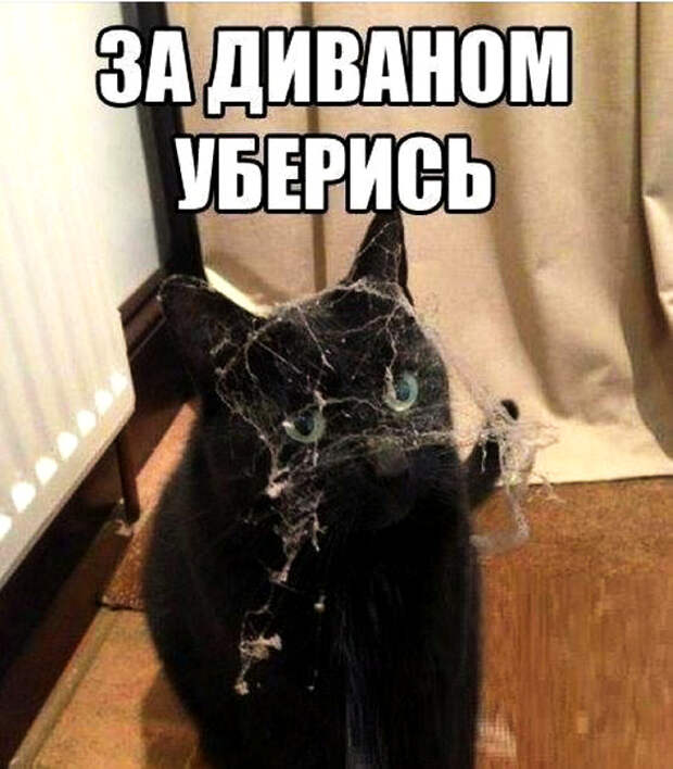 изображение: За диваном уберись #Котоматрицы