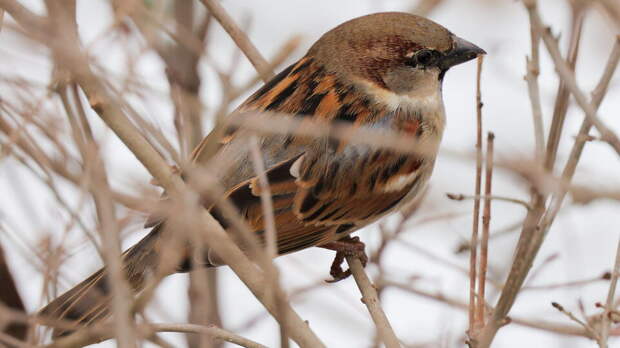 В России проведут всероссийскую перепись воробьев
