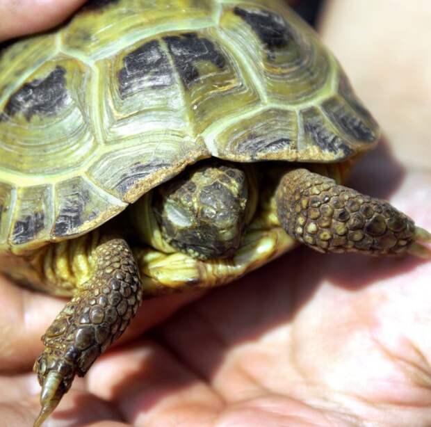 Ехали с дочкой в автобусе, а рядом парень с черепашкой в коробке…